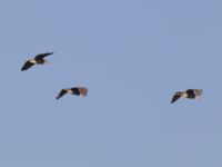 Nycticorax nycticorax Birecik gravel pits, Turkey 20120628 181