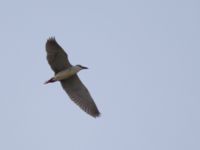 Nycticorax nycticorax ad Maagan Mikahel, Israel 2013-03-26 016