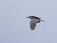 Nycticorax nycticorax ad Maagan Mikhael, Israel 2013-03-27 011