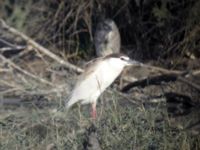 Nycticorax nycticorax ad albinistisk Abu Hammad, Egypt 20090410 1956