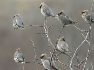 Bombycilla garrulus - Bohemian Waxwing - Sidensvans