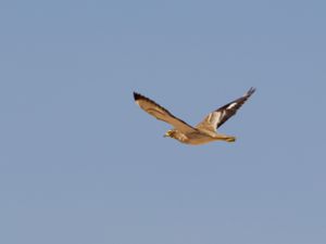 Burhinus oedicnemus - Stone-curlew - Tjockfot