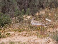 Burhinus oedicnemus Ashalim, Israel 2013-03-27 242