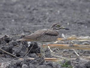 Burhinus senegalensis - Senegal Thick-knee - Senegaltjockfot