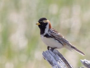 Calcarius lapponicus - Lapland Bunting - Lappsparv