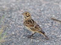 Calcarius lapponicus 1cy Lagunens småbåtshamn, Malmö, Skåne, Sweden 20190928_0049