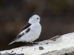 Plectrophenax nivalis - Snow Bunting - Snösparv