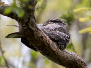 Caprimulgus europaeus - European Nightjar - Nattskärra