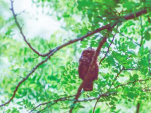 Caprimulgus indicus - Jungle Nightjar - Orientnattskärra