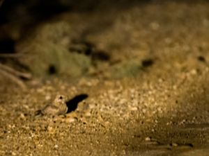 Caprimulgus nubicus - Nubian Nightjar - Nubisk nattskärra