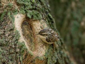 Certhia brachydactyla - Short-toed Treecreeper - Trädgårdsträdkrypare