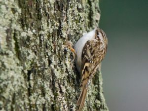 Certhia familiaris - Eurasian Treecreeper - Trädkrypare