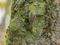 Certhia familiaris Tessinparken, Malmö, Skåne, Sweden 20181109_0008-1