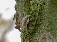 Certhia familiaris Tessinparken, Malmö, Skåne, Sweden 20181109_0014-1