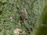 Certhia familiaris Tessinparken, Malmö, Skåne, Sweden 20181109_0022