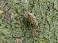 Certhia familiaris Tessinparken, Malmö, Skåne, Sweden 20181109_0027