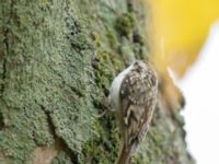 Certhia familiaris Tessinparken, Malmö, Skåne, Sweden 20181109_0034