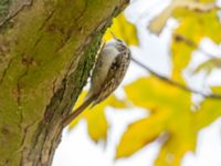 Certhia familiaris Tessinparken, Malmö, Skåne, Sweden 20181109_0055