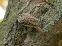 Certhia familiaris Tessinparken, Malmö, Skåne, Sweden 20181109_0058