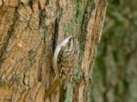 Certhia familiaris Tessinparken, Malmö, Skåne, Sweden 20181109_0067