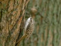 Certhia familiaris Tessinparken, Malmö, Skåne, Sweden 20181109_0069