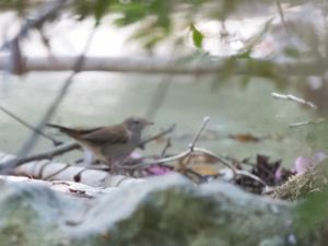 Cettia cetti - Cetti's Warbler - Cettisångare