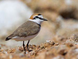 Charadrius alexandrinus - Kentish Plover - Svartbent strandpipare