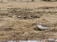 Charadrius alexandrinus Myrnyj, Crimea, Russia 20150912_0061