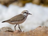 Charadrius alexandrinus ad female Km 20, Israel 2013-03-28 512