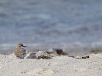 Charadrius alexandrinus male Lomma N kustdammer, Lomma, Skåne, Sweden 20150412_0007