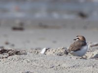 Charadrius alexandrinus male Lomma N kustdammer, Lomma, Skåne, Sweden 20150412_0014