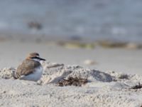 Charadrius alexandrinus male Lomma N kustdammer, Lomma, Skåne, Sweden 20150412_0020