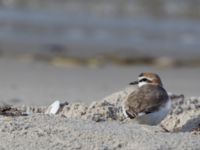 Charadrius alexandrinus male Lomma N kustdammer, Lomma, Skåne, Sweden 20150412_0035