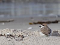 Charadrius alexandrinus male Lomma N kustdammer, Lomma, Skåne, Sweden 20150412_0042