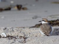 Charadrius alexandrinus male Lomma N kustdammer, Lomma, Skåne, Sweden 20150412_0044