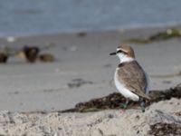 Charadrius alexandrinus male Lomma N kustdammer, Lomma, Skåne, Sweden 20150412_0047