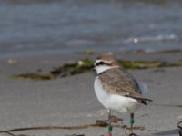 Charadrius alexandrinus male Lomma N kustdammer, Lomma, Skåne, Sweden 20150412_0052