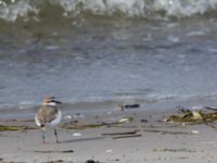 Charadrius alexandrinus male Lomma N kustdammer, Lomma, Skåne, Sweden 20150412_0055