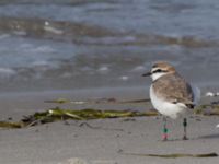 Charadrius alexandrinus male Lomma N kustdammer, Lomma, Skåne, Sweden 20150412_0057