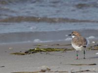 Charadrius alexandrinus male Lomma N kustdammer, Lomma, Skåne, Sweden 20150412_0061