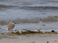 Charadrius alexandrinus male Lomma N kustdammer, Lomma, Skåne, Sweden 20150412_0068