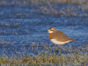 Charadrius asiaticus - Caspian Plover - Kaspisk pipare