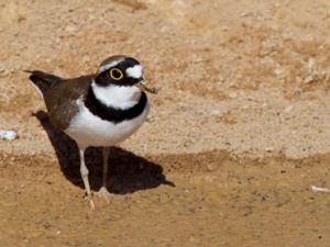 Charadrius dubius - Little Ringed Plover - Mindre strandpipare