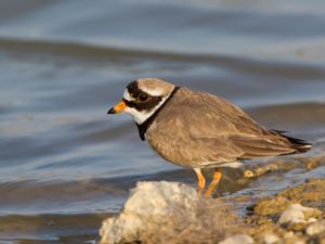 Charadrius hiaticula - Common Ringed Plover - Större strandpipare