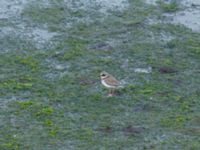 Charadrius hiaticula 7.5 km NE Oualidia, Morocco 20180226_0014