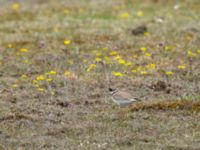 Charadrius hiaticula Lilljonskärr, Jordhamn, Borgholm, Öland, Sweden 20190525_0333