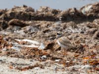 Charadrius hiaticula ad Ribersborg, Malmö, Skåne, Sweden 20190707_0139