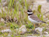 Charadrius hiaticula ad Skogholms ängar, Malmö, Skåne, Sweden 20130609-22