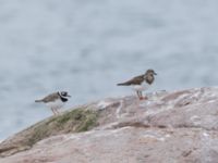 Charadrius hiaticula ad et Arenaria interpres 1cy Hallands Väderö, Båstad, Skåne, Sweden 20160807_0173