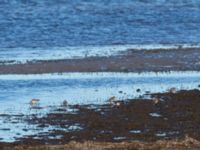 Charadrius hiaticula et Calidris alpina Tygelsjö ängar, Malmö, Skåne, Sweden 20200321_0023